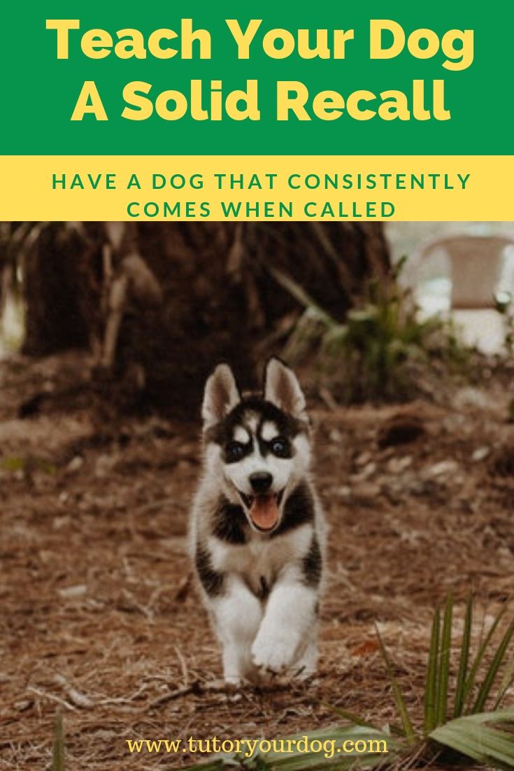 3 Simple Steps To Teach Your Dog A Solid Recall - Tutor Your Dog