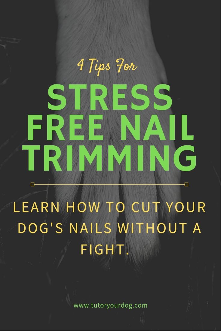 Photo inspiration: Gallery Detail: 4 Simple Tips For Stress Free Dog Nail Trimming
