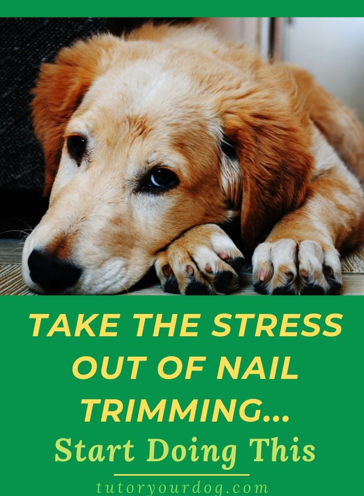 Photo inspiration: Visual Reference: 4 Simple Tips For Stress Free Dog Nail Trimming