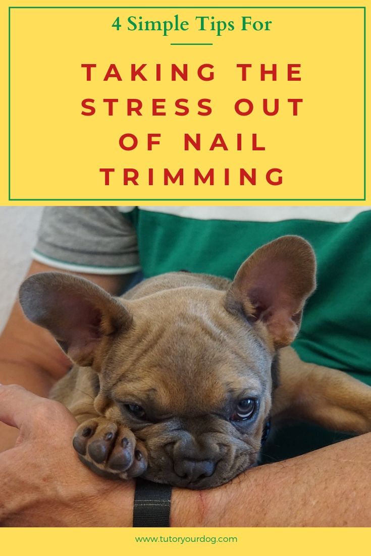 4 Simple Tips For Stress Free Dog Nail Trimming Photo Inspiration