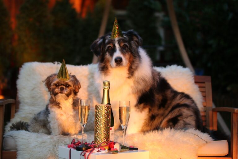 9 Easy New Year’s Resolutions For You And Your Dog