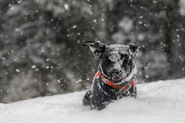 10 Easy Tips To Keep Your Dog Safe This Winter