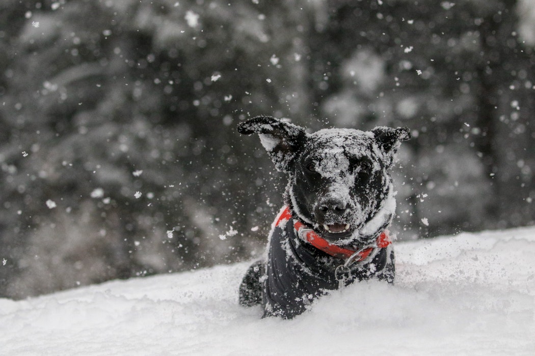 10 Easy Tips To Keep Your Dog Safe This Winter - Tutor Your Dog