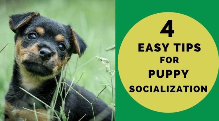 4 Easy Tips For Socializing Your Puppy