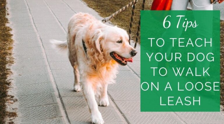 6 Tips To Teach Your Dog To Walk On A Loose Leash