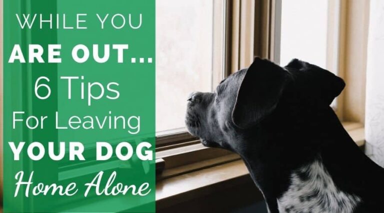 While You Are Out…6 Tips For Leaving A Dog Home Alone