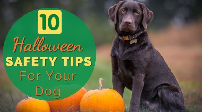 10 Halloween Safety Tips For Your Dog