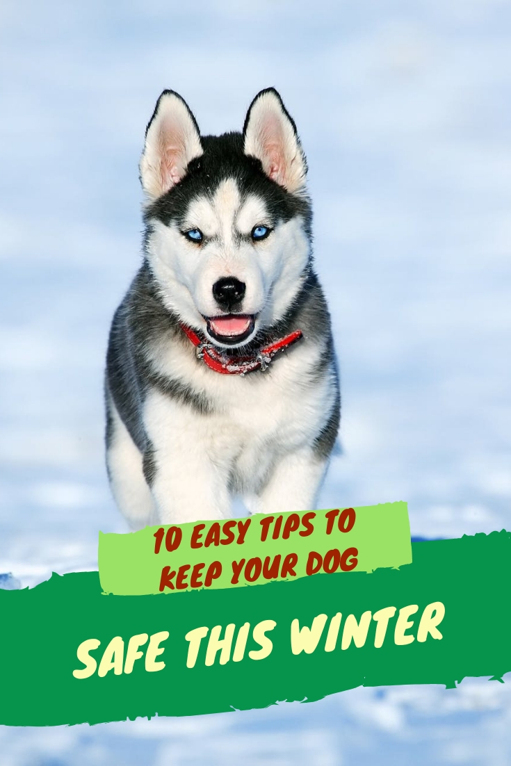 10 Easy Tips To Keep Your Dog Safe This Winter - Tutor Your Dog