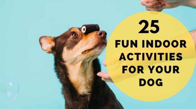 25 Fun Indoor Activities For Dogs