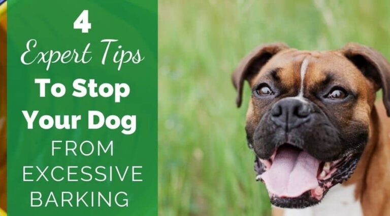Excessive Barking In Dogs…4 Expert Tips For How To Stop It