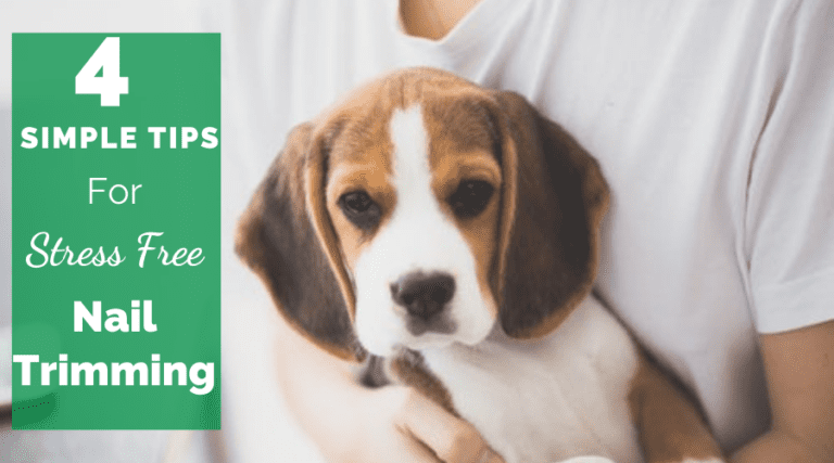 4 Simple Tips For Stress Free Dog Nail Trimming