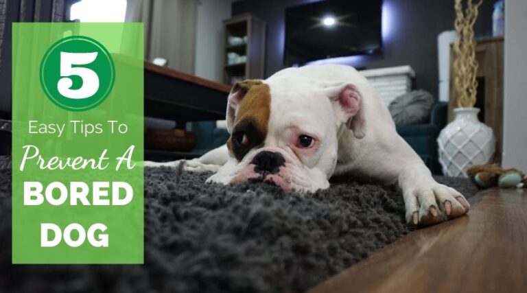 5 Easy Tips To Prevent A Bored Dog