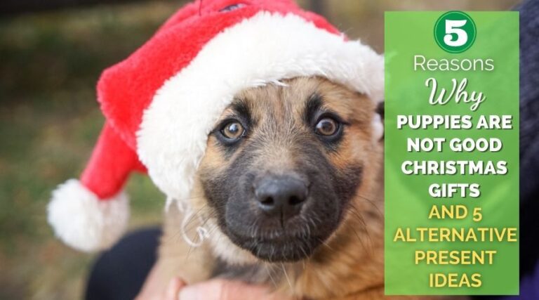 5 Reasons Why Puppies Are Not Good Christmas Gifts And 5 Alternative Present Ideas
