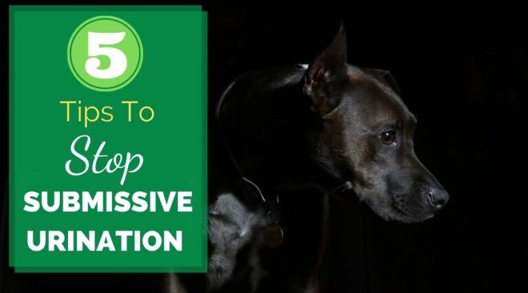 5 Tips For Stopping Submissive Urination