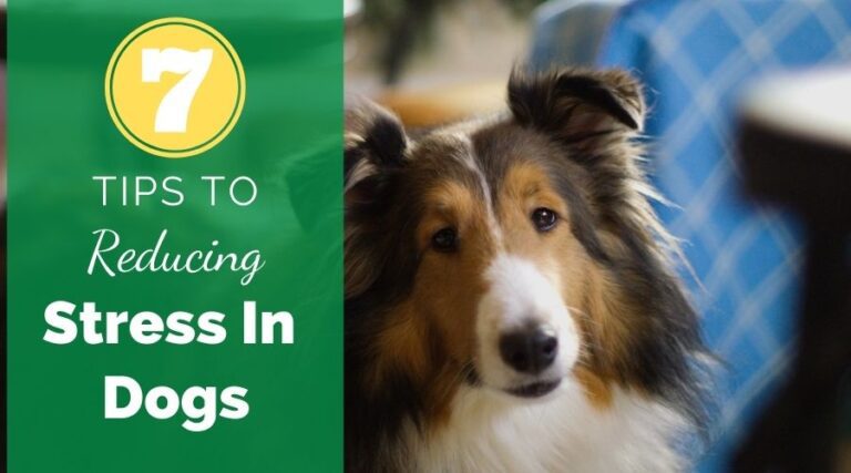 7 Tips For Reducing Stress On Dogs