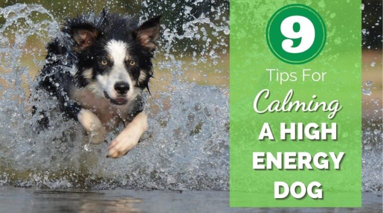 9 Tips For Calming A High Energy Dog