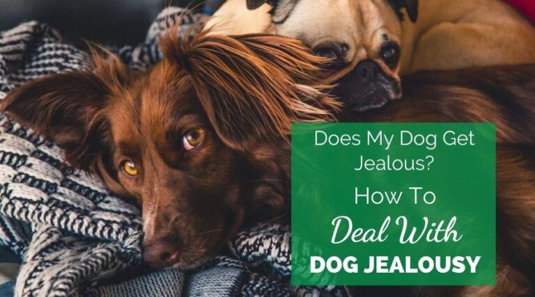 Does My Dog Get Jealous? How To Stop Dog Jealousy